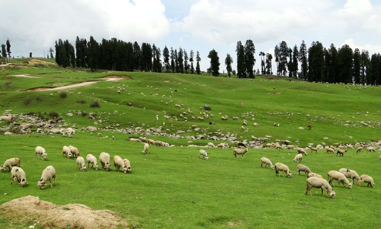 Sheeps grazing in the meadows of doodhpathri