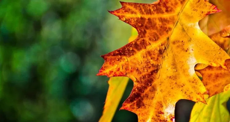 Perfect click or golden leave of chinar tree in Kokernag garden kashmir