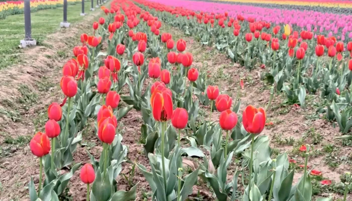 A view of Tulip garden srinagr during March month
