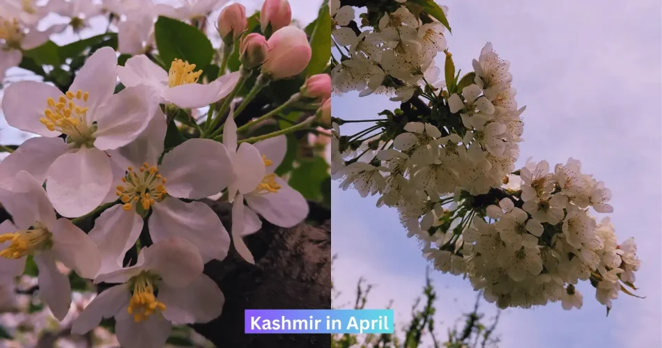 Apple blossom and Cherry blossom in the month of April- Kashmir in April