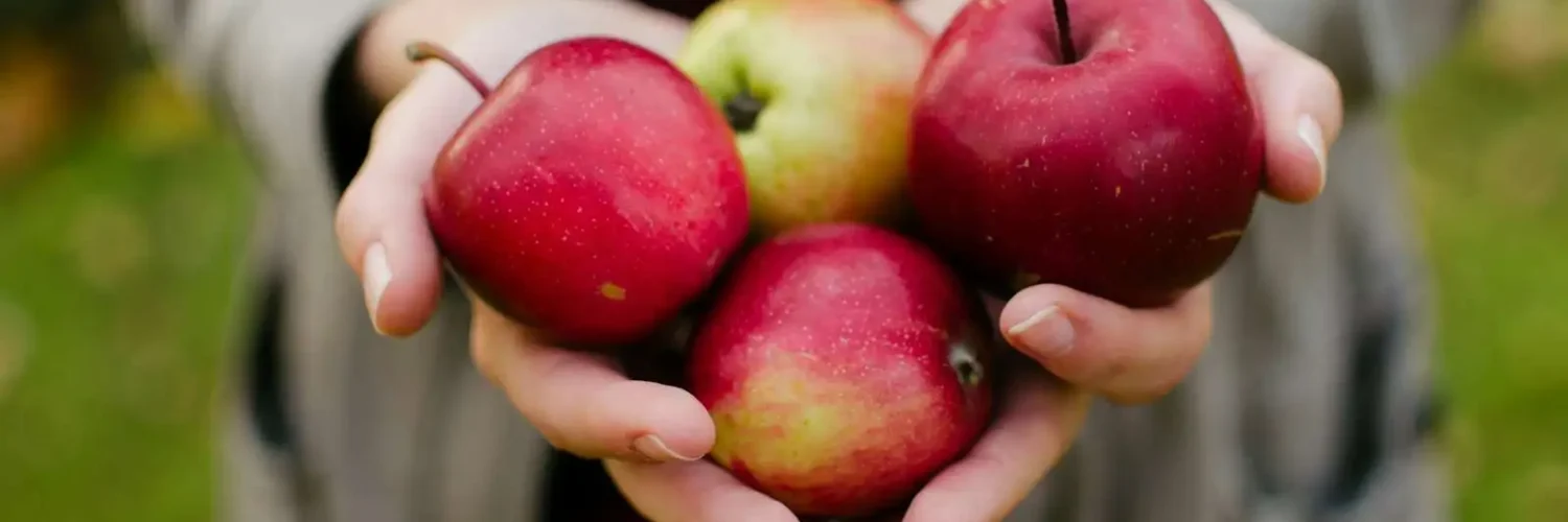 Apple season in Kashmir