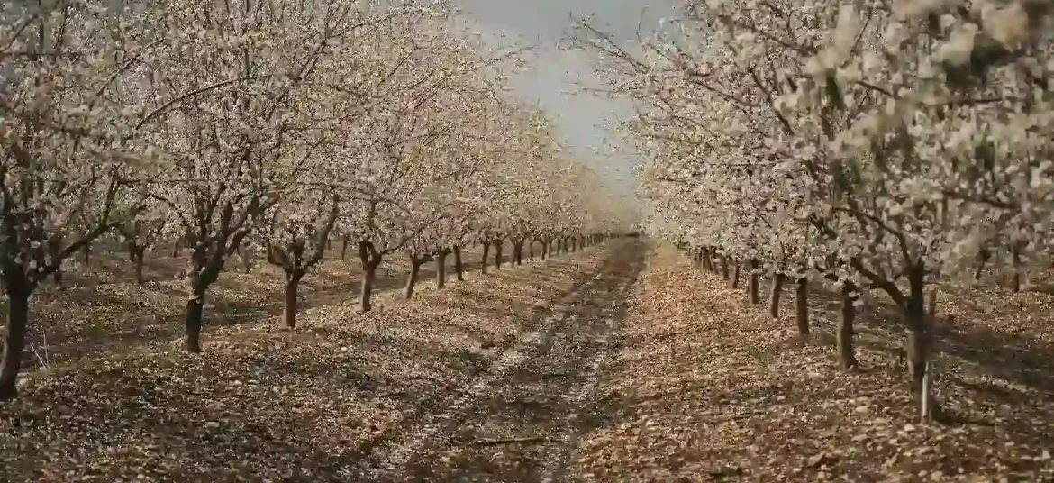 Badaam wari srinagar view in the month of April