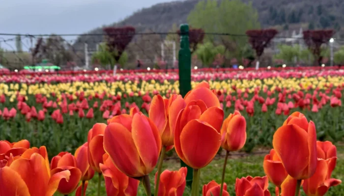 Colorful tulip flowers blooming at the Indira Gandhi Memorial Tulip Garden in Srinagar, Kashmir.