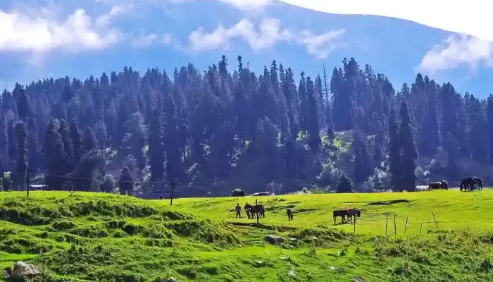 Gulmarg travel guide