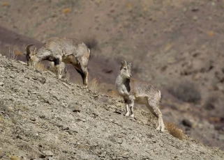 Hemis National Park- Top tourist places to visit in Ladakh Hemis National Park- Top tourist places to visit in Ladakh