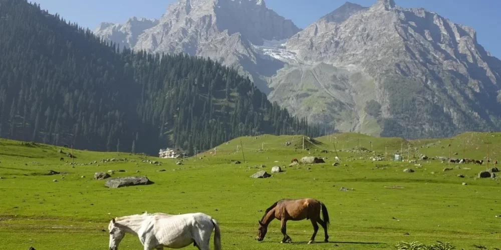 Horses grazing in the meadows of Sonmarg with a stunning mountain backdrop. (2) Horses grazing in the meadows of Sonmarg with a stunning mountain backdrop. (2)