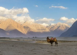 Nubra valley- Top tourist places to visit in Ladakh Nubra valley- Top tourist places to visit in Ladakh