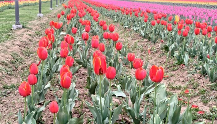 Tulip garden Latest 2023 photo