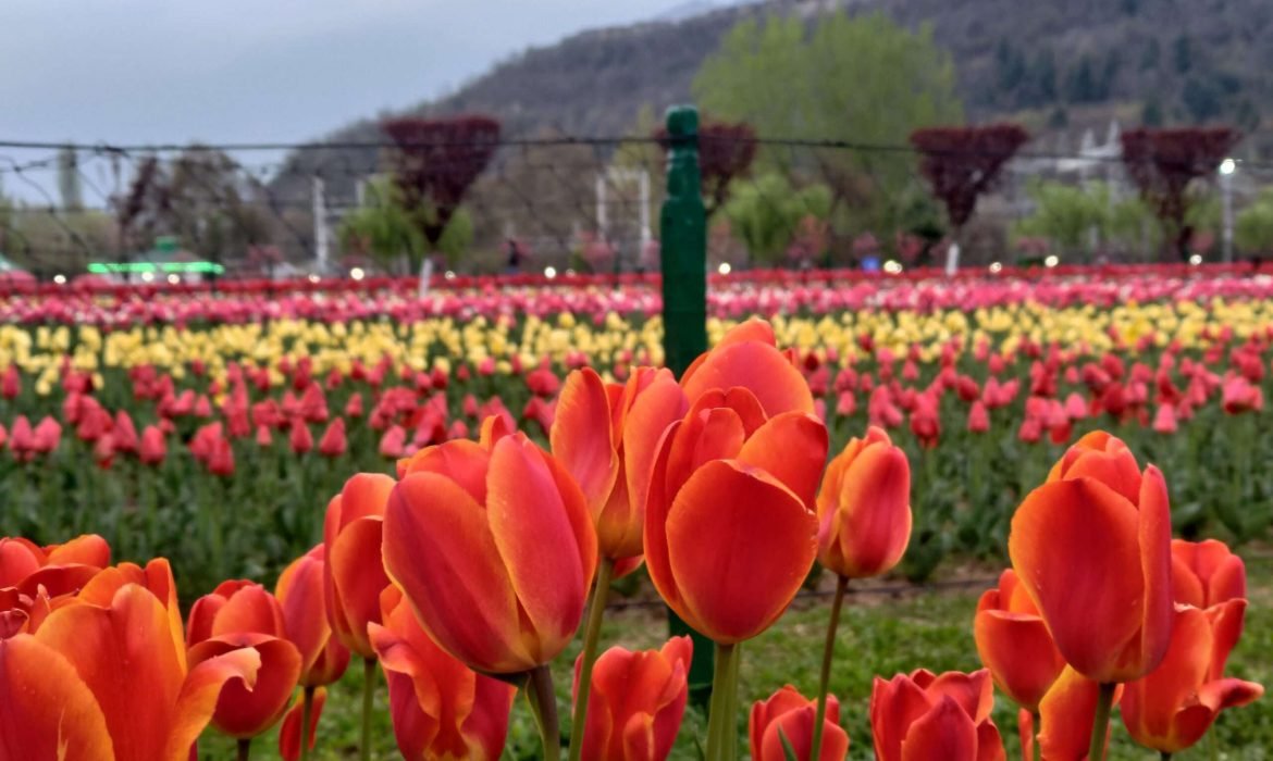 Tulip garden Latest 2024 photo- Kashmir in march Tulip garden Latest 2024 photo- Kashmir in march