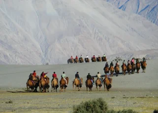 a group of people riding on the backs of bactrian camels in Hunder Leh ladakh- top tourist places to visit in Ladakh a group of people riding on the backs of bactrian camels in Hunder Leh ladakh- top tourist places to visit in Ladakh
