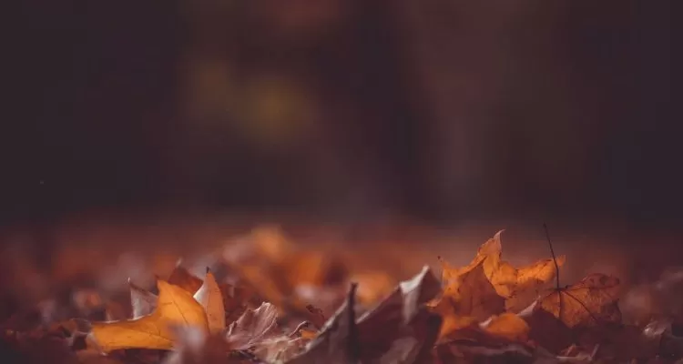 The ground is filled with golden chinar leaves