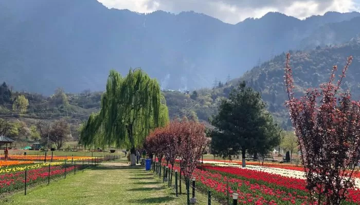 tulip garden srinagar