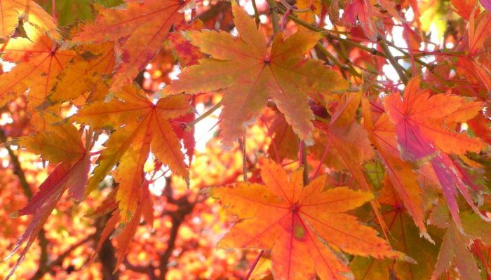 reddish brown chinar leaves during fall season in Kashmir