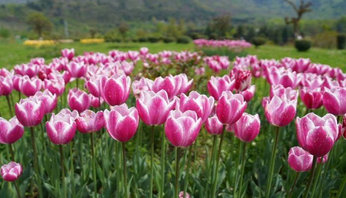 tulip garden srinagar