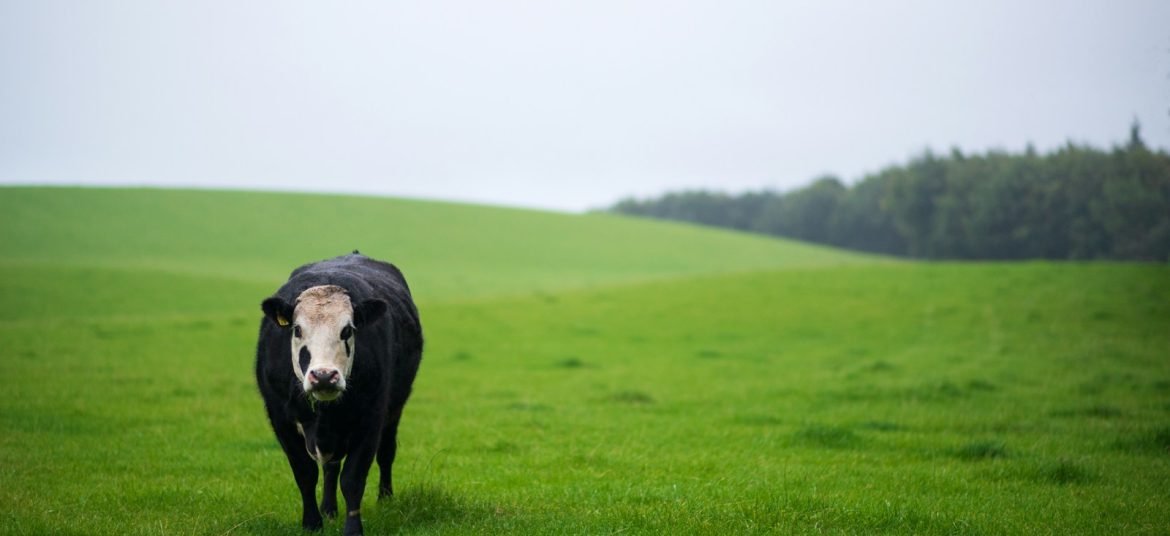 Cattle grazing on Lush green meadows in Gurez valley Kashmir