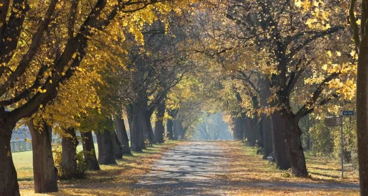 Autumn in kashmir
