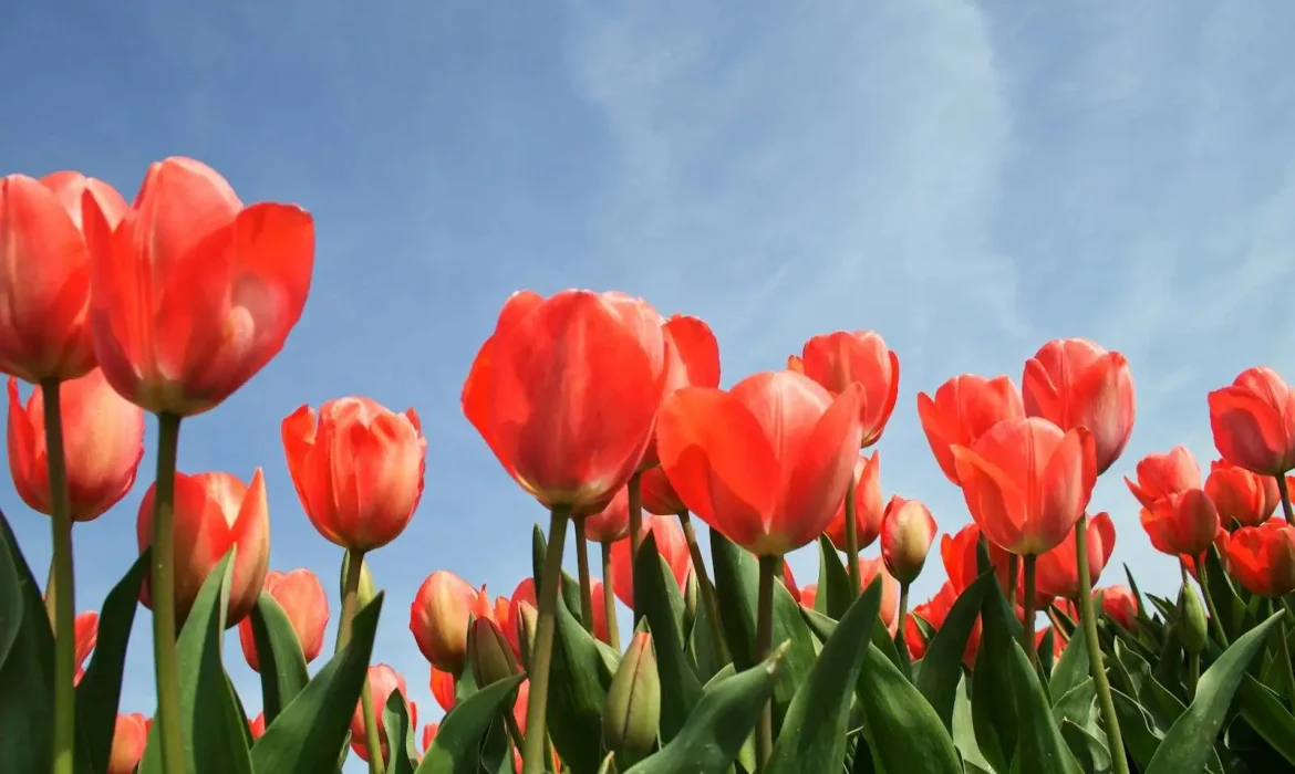 red tulip flowers under calm blue sky- Kashmir in March red tulip flowers under calm blue sky- Kashmir in March