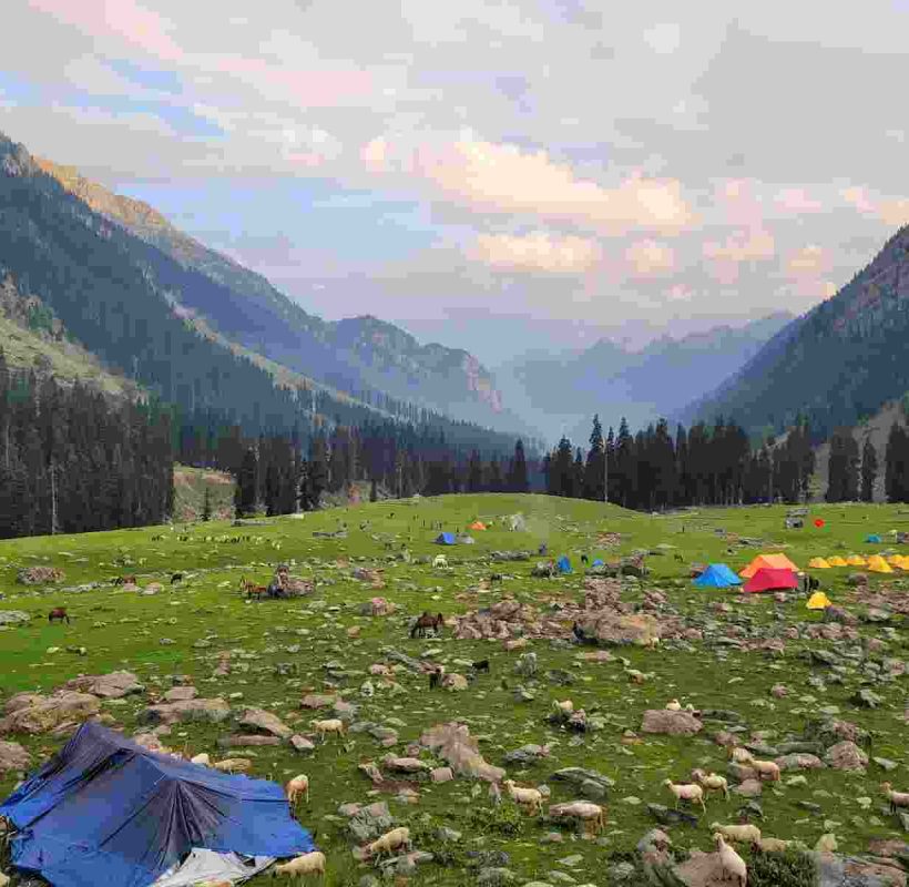 trekking camps installed in a beautiful meadow of Pahalgam - Three days kashmir tour package