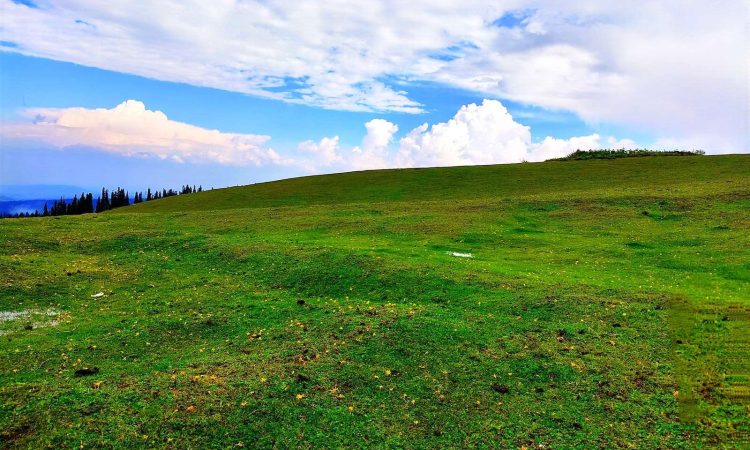 a grassy hill with trees and clouds in the background at doodhpathri kashmir