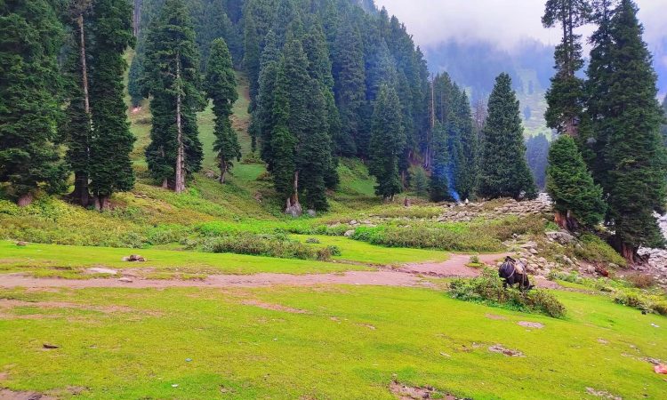 a grassy field with trees and mountains in the background , doodhpathri Kashmir