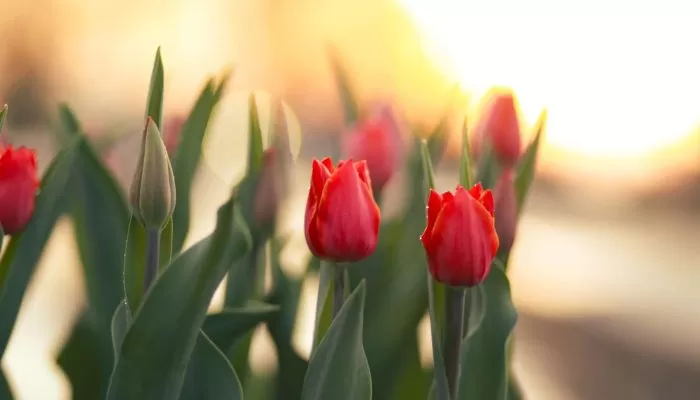 tulip garden srinagar